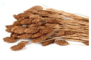Phalaris secs