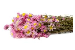 Autres fleurs séchées