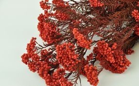Floral fillers - Wholesaler - Wholesale / Online Purchase