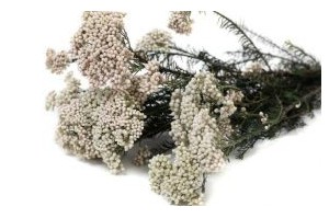 Floral fillers - Wholesaler - Wholesale / Online Purchase