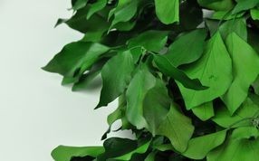 Other greeneries - Wholesaler - Wholesale / Online Purchase