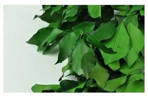 Other greeneries - Wholesaler - Wholesale / Online Purchase