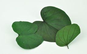 Feuilles stabilisées