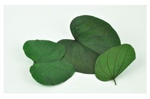 Leaves - Wholesaler - Wholesale / Online Purchase