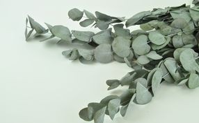 Eucalyptus stabilisés - Grossiste - Vente En Gros / Acheter En Ligne