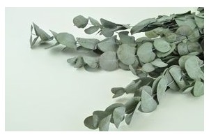 Eucalyptus stabilisés pour les professionnels de la décoration 