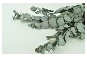 Stabilized Eucalyptus - Wholesale - Online Purchase
