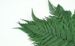 Stabilised ferns - Wholesaler - Wholesale / Online Purchase