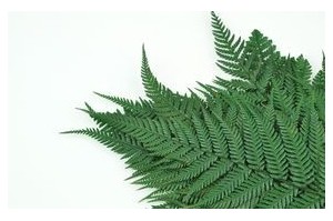 Stabilised ferns - Wholesaler - Wholesale / Online Purchase