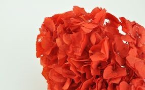 Hortensias stabilisés - Grossiste - Vente En Gros / Acheter En Ligne