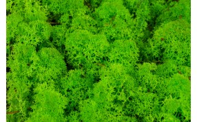 Lichen stabilisés - Grossiste - Vente En Gros / Acheter En Ligne