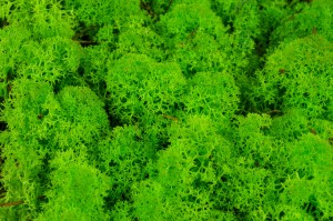 Lichen stabilisés pour les professionnels de la décoration