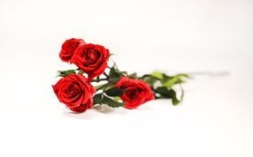 Preserved roses - Wholesaler - Wholesale / Online Purchase