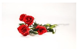 Preserved roses - Wholesaler - Wholesale / Online Purchase