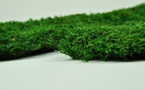 Preserved mosses - Wholesaler - Wholesale / Online Purchase