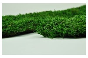 Preserved mosses - Wholesaler - Wholesale / Online Purchase