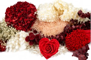 Phocealys|Großhändler|stabilisierte Blumen|ewige Rosen|getrocknete Blumen