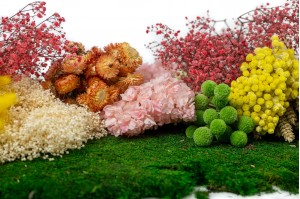 Stabilisierte und getrocknete Blumenkollektion|Großhandelspreise|Verkauf an Profis|Frühjahr-Sommer-Kollektion|Auswahl und Qualität