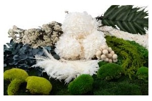 Preserved plants for professionals – Phocealys Wholesaler