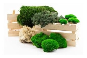 Mousses et lichen stabilisés – Création de murs et cadres végétaux | Phocealys