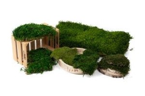 Preserved flat moss – Durable green walls & frames | Phocealys