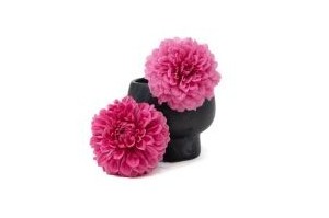 Stabilisierte Dahlienköpfe – Langlebige Naturblumen | Phocealys