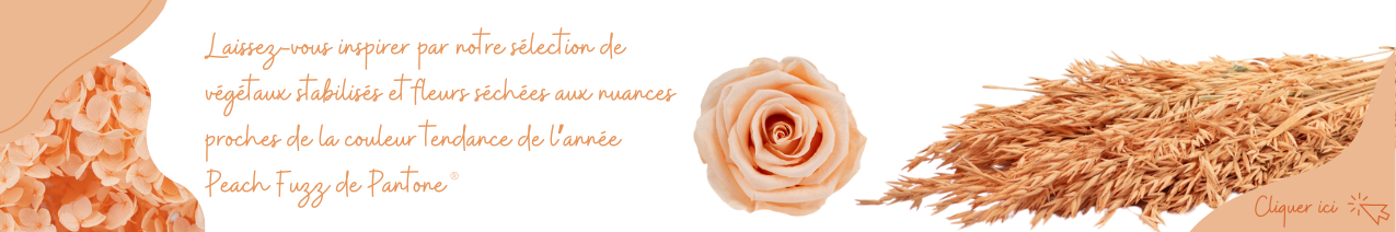 Couleur peach fuzz de pantone