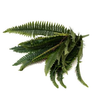 Artificial foliage Phocealys