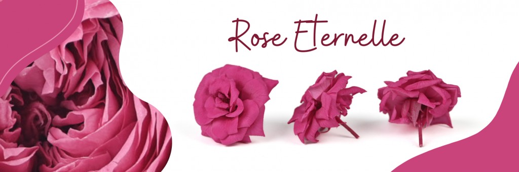 Roses éternelles : un charme intemporel et toujours novateur pour vos créations 