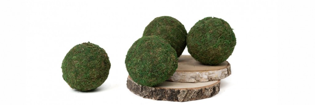 L'art du kokedama : une création végétale suspendue entre esthétisme et zénitude