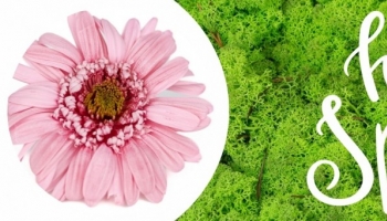 Frühling 2025: Die neue Phocealys-Kollektion zur Inspiration Ihrer floralen Krea